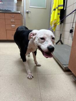 Karma -  Mixed Breed Dog for Adoption in Bossier City, Louisiana - Karma | PetCurious