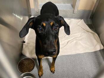 ADELE -  Doberman Pinscher Dog for Adoption in Tustin, California - ADELE | PetCurious