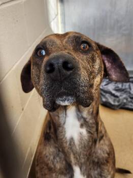 Mixed Breed Dogs Available for Adoption - Lucas | PetCurious