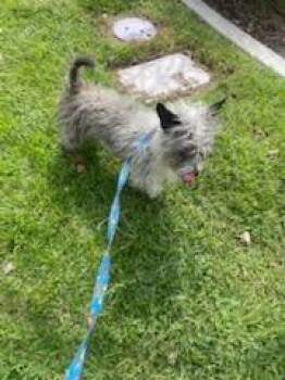 Rescue Cairn Terrier Dogs for Adoption in Chula Vista, California - Pancho | PetCurious
