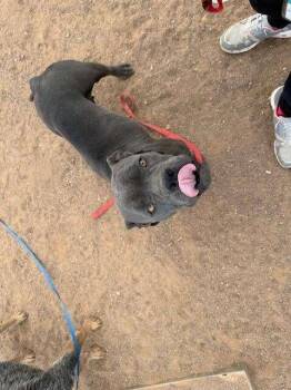 Mixed Breed Dogs Available for Adoption in Hobbs, New Mexico - Maleficent | PetCurious