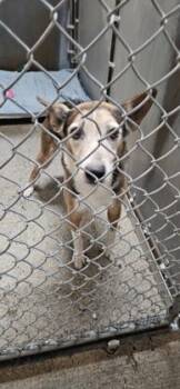 Cattle Dog and Mixed Breed Dogs Available for Adoption in Roseville, California - Roblox | PetCurious