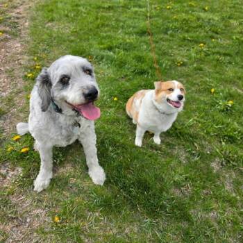Niko & Astrid -  Corgi Dog for Adoption in Thayne, Wyoming - Niko & Astrid | PetCurious