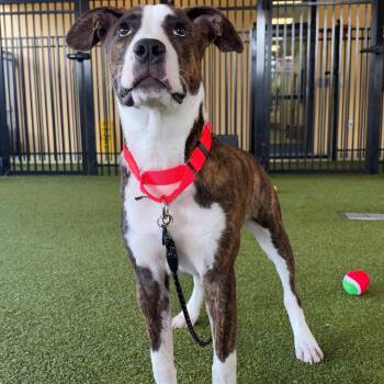 Caramel -  Cattle Dog and Mixed Breed Dog for Adoption in West Palm Beach, Florida - Caramel | PetCurious