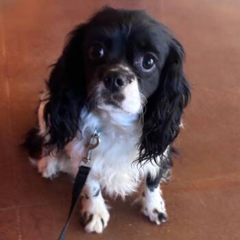Cavalier King Charles Spaniel Dogs Available for Adoption - Speckles | PetCurious
