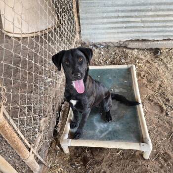 Peeka -  Labrador Retriever Dog for Adoption in Midland, Texas - Peeka | PetCurious