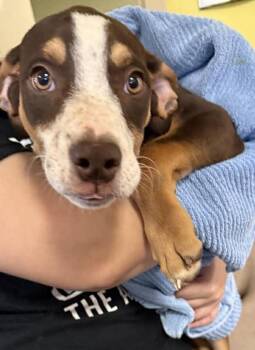 Labrador Retriever Dogs Available for Adoption - Clover | PetCurious