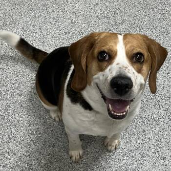 Beagle Dogs Available for Adoption in Grand Rapids, Michigan - Sophie | PetCurious