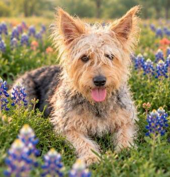 Benji -  Silky Terrier and Yorkshire Terrier Dog for Adoption in Montgomery, Texas - Benji | PetCurious