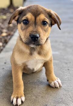 Cooper -  Pit Bull Terrier Dog for Adoption in Portland, Oregon - Cooper | PetCurious