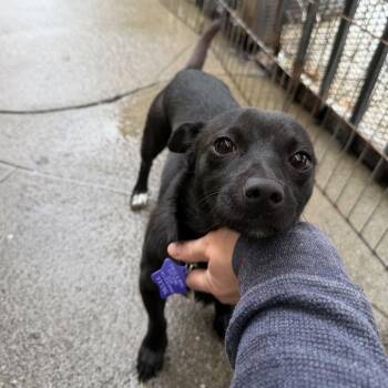 Wally -  Mixed Breed Dog for Adoption in San Francisco, California - Wally | PetCurious