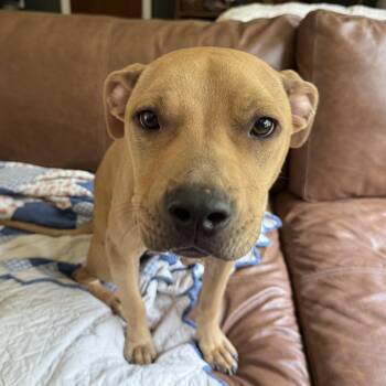 Gary -  Pit Bull Terrier Dog for Adoption in Columbia, South Carolina - Gary | PetCurious