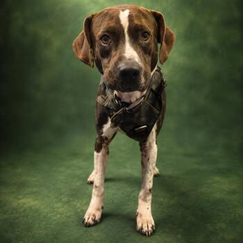 Scarface -  Pit Bull Terrier Dog for Adoption in Anderson, Texas - Scarface | PetCurious