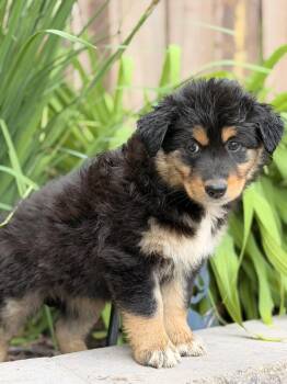 Kayla -  Australian Shepherd Dog for Adoption in North Freedom, Wisconsin - Kayla | PetCurious