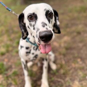 Marshall -  Dalmatian Dog for Adoption in Lee