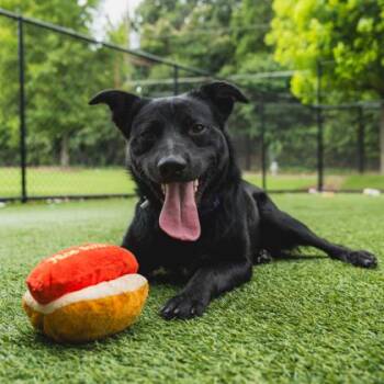Mango -  German Shepherd Dog and Collie Dog for Adoption in Atlanta, Georgia - Mango | PetCurious