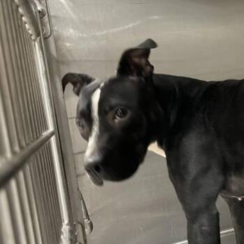 Marshmallow -  Pit Bull Terrier Dog for Adoption in Des Moines, Iowa - Marshmallow | PetCurious