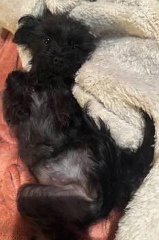 Maggie - Loves Kids -  Yorkshire Terrier Dog for Adoption in Menomonee Falls, Wisconsin - Maggie - Loves Kids | PetCurious
