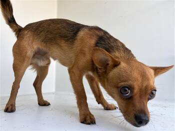 Chihuahua Dogs Available for Adoption - A651095 | PetCurious