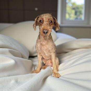 Rescue Poodle Dogs for Adoption in Malvern, Pennsylvania - Nico | PetCurious