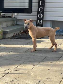 Pit Bull Terrier Dogs Available for Adoption in Union Beach, New Jersey - Bandit | PetCurious