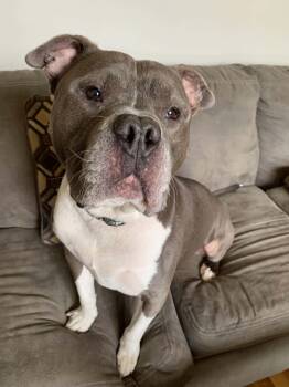 HOSS -  Pit Bull Terrier Dog for Adoption in Wyandotte, Michigan - HOSS | PetCurious