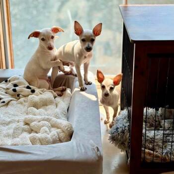 Snap -  Chihuahua and Dachshund Dog for Adoption in Portland, Oregon - Snap | PetCurious