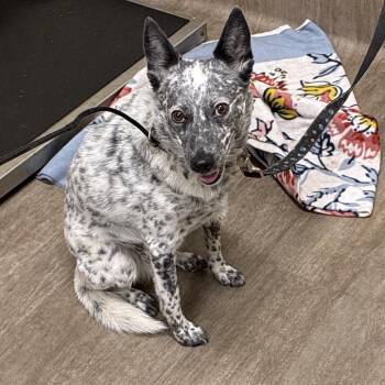 Merci -  Australian Cattle Dog Blue Heeler Dog for Adoption in Pasadena, California - Merci | PetCurious