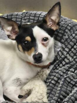 Cheeto -  Rat Terrier Dog for Adoption in Chatham, Ontario - Cheeto | PetCurious