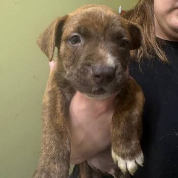 Cleetus -  Plott Hound Dog for Adoption in Blue Ridge, Georgia - Cleetus | PetCurious