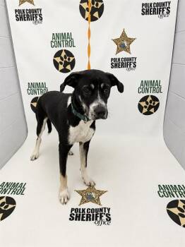 ROWAN -  Border Collie and Mixed Breed Dog for Adoption in Winter Haven, Florida - ROWAN | PetCurious