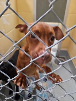 SAMWISE -  Pit Bull Terrier and Mixed Breed Dog for Adoption in Tulsa, Oklahoma - SAMWISE | PetCurious