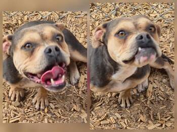 COTTONWOOD -  American Bulldog and Mixed Breed Dog for Adoption in Albuquerque, New Mexico - COTTONWOOD | PetCurious