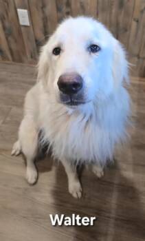 Rescue Great Pyrenees Dogs for Adoption in Camden, Arkansas - Walt | PetCurious