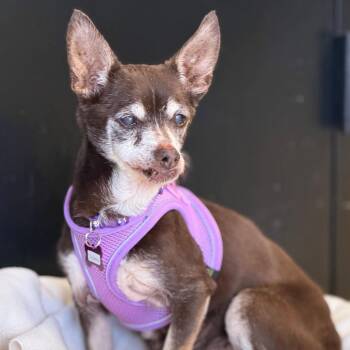 Sag Harbor 14143 -  Chihuahua Dog for Adoption in San Francisco, California - Sag Harbor 14143 | PetCurious