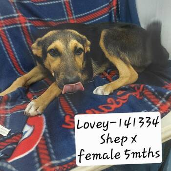 Lovey -  Shepherd and Mixed Breed Dog for Adoption in New Tazewell, Tennessee - Lovey | PetCurious