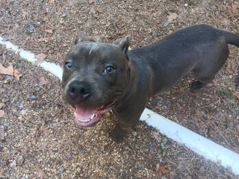 Theodore -  Pit Bull Terrier Dog for Adoption in North Little Rock, Arkansas - Theodore | PetCurious