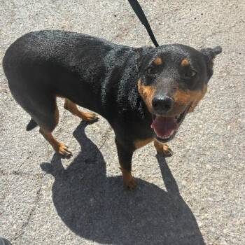 Mixed Breed Dogs Available for Adoption - Traviesa | PetCurious