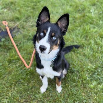 Rose -  Australian Shepherd and Mixed Breed Dog for Adoption in Pittsford, Vermont - Rose | PetCurious