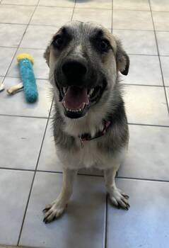 Rescue German Shepherd Dog Dogs for Adoption in Port St. Lucie, Florida - Jayla | PetCurious