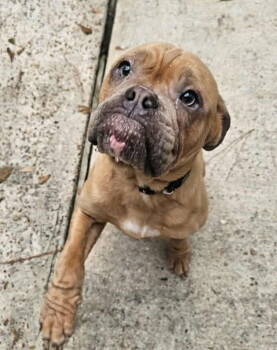 Rescue French Bulldog and Chihuahua Dogs for Adoption - Daisy *Arriving 11/21* | PetCurious