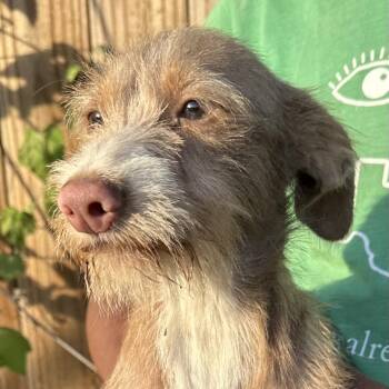 Zeus - Local July 10-12 -  Rat Terrier Dog for Adoption in Brookshire, Texas - Zeus - Local July 10-12 | PetCurious