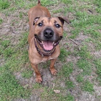 Brad Pitt -  American Staffordshire Terrier and Mixed Breed Dog for Adoption in New York, New York - Brad Pitt | PetCurious