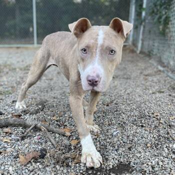 Rescue Pit Bull Terrier Dogs for Adoption in Columbia, South Carolina - Honeycrisp | PetCurious