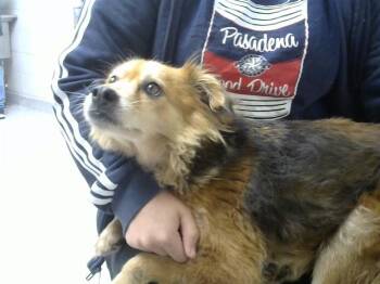 FOXY -  Chihuahua and Mixed Breed Dog for Adoption in Pasadena, Texas - FOXY | PetCurious