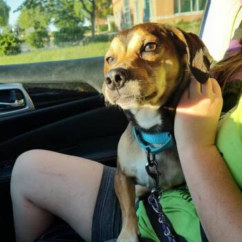 Bibbidi -  Mixed Breed Dog for Adoption in Fredericksburg, Virginia - Bibbidi | PetCurious