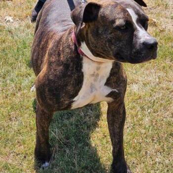 Ila -  Pit Bull Terrier Dog for Adoption in Broken Arrow, Oklahoma - Ila | PetCurious