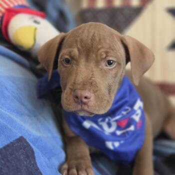 Mork -  Pit Bull Terrier Dog for Adoption in Greensboro, Georgia - Mork | PetCurious
