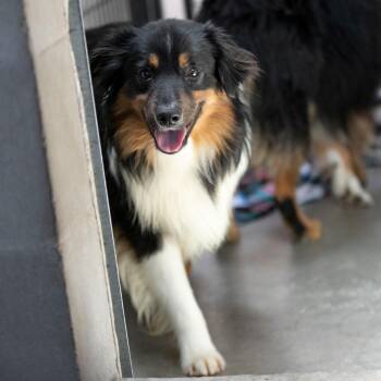 Popcorn (MY26-29) -  Australian Shepherd Dog for Adoption in Peyton, Colorado - Popcorn (MY26-29) | PetCurious