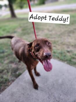 Teddy -  Chocolate Labrador Retriever and Pit Bull Terrier Dog for Adoption in Killeen, Texas - Teddy | PetCurious